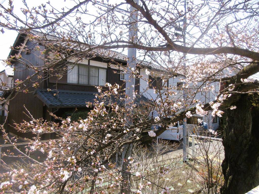 南滋賀駅の桜
